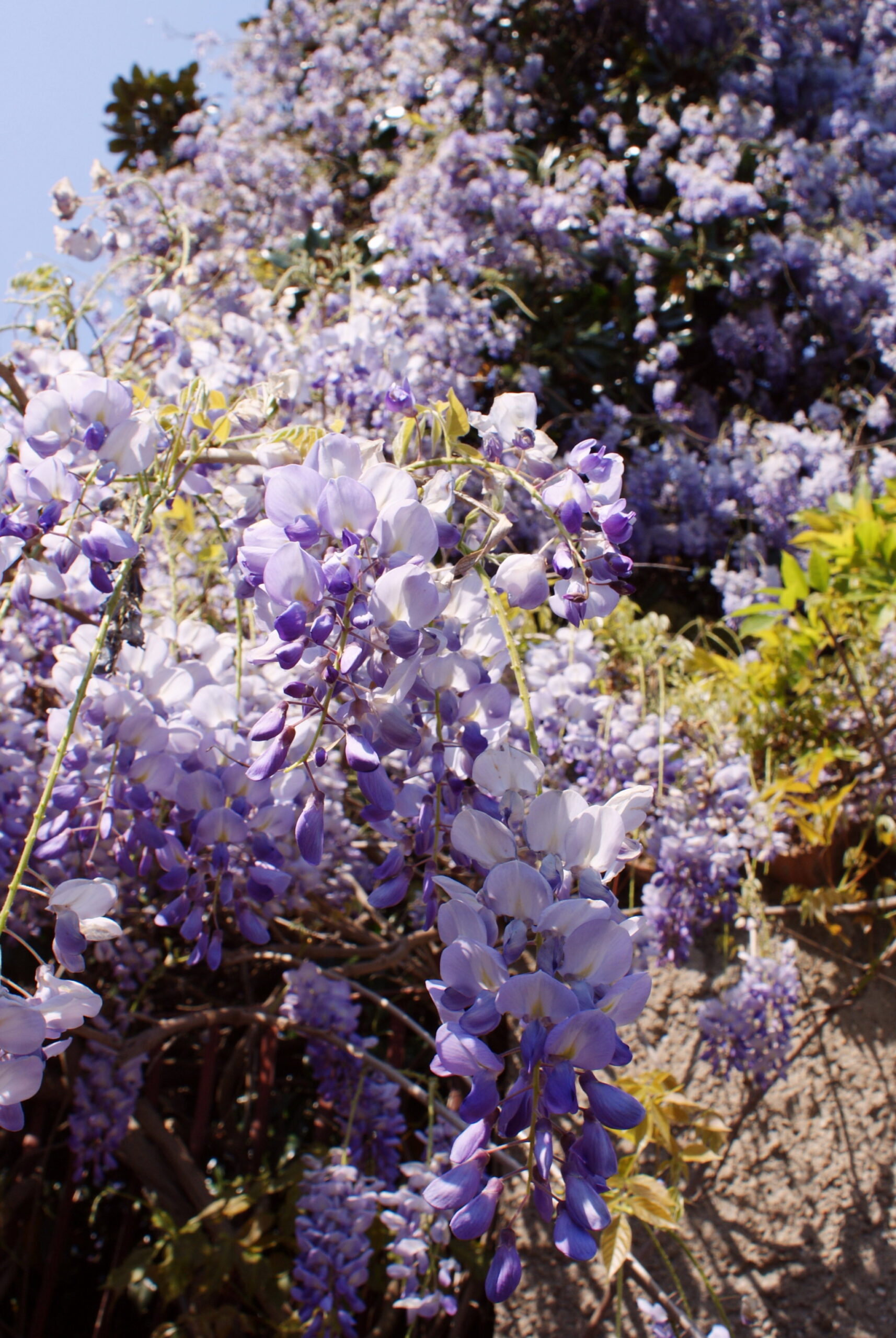 wisteria glicine spring primavera foto photo